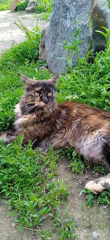 ош котенок: Мейн-кун, 1 год, Девочка, Приучена к лотку, Проглистована — 1