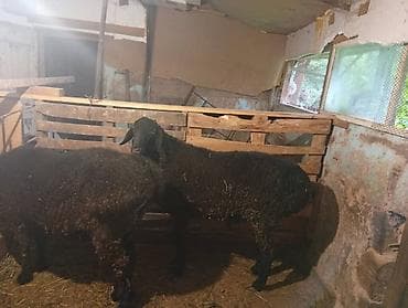 куньминская овчарка: Продаю | Овца (самка) | Для разведения — 4
