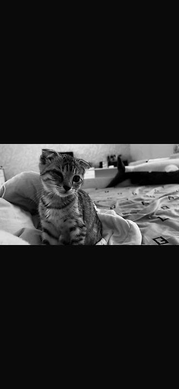 скоттиш фолд бишкек: Скотиш Фолд (Шотландская вислоухая), 3 месяца, Девочка, Приучена к лотку — 3