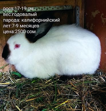 собака самец: Продаю | Кролик самец | Серый великан | Для разведения — 9
