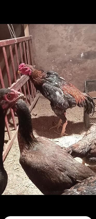 продаю курицы: Продаю | Петух | Бойцовая | Для разведения — 4