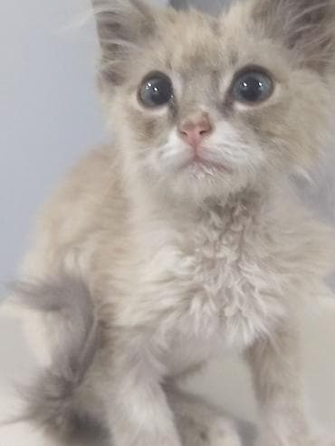 турецкая ангора кошка: Кошка даром: Сиамская, Мальчик — 1