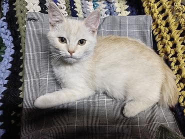 Скотиш Страйт (Шотландская прямоухая), 3 месяца, Девочка, Приучена к лотку