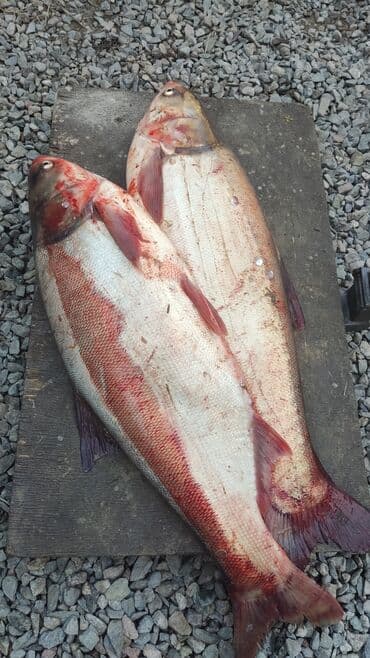 австралийский рак: Толстолоб оптом размер 2-3кг цена от 160-220с кг — 1