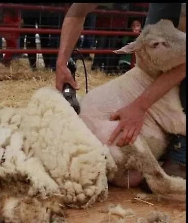 Стрижка овец на выезде - Профессиональная машинная стрижка овец с