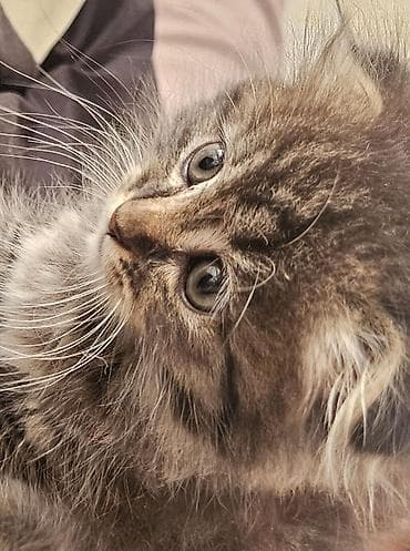 Мышыктар: Ищем дом девочке с пушистой табby-шерстью и ярко‑голубыми глазами — 5