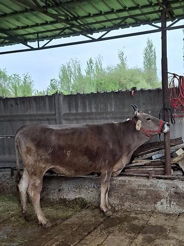 бычки швиц: Продаю | Корова (самка) | Швицкая | Для молока — 1