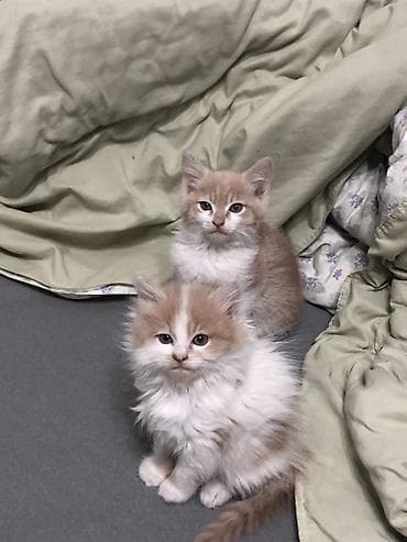 Кошка даром: Беспородная, 2 месяца, Мальчик, Проглистована