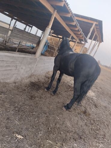 митис кой: Продаю | Конь (самец) | Для разведения, Рабочий, Конный спорт | Мерин — 5