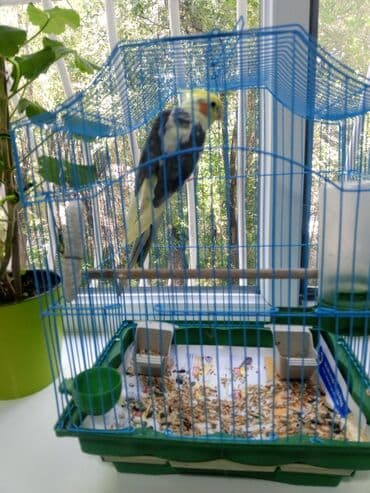 домик для птицы: Удобная клетка для птиц, выполненная в ярких цветах: синий верх и — 1