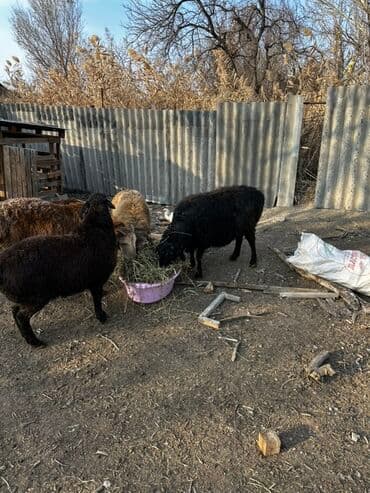купить щенка далматинца: Продаю | Баран (самец), Овца (самка), Ягненок | Для разведения — 6