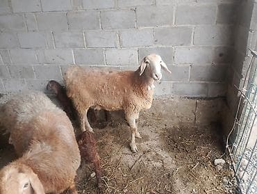 калганы: Сатам | Ургаачы кой (ургаачы), Козу | Аргын | Көбөйтүү үчүн | Козулаган — 4