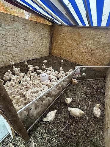 Сатам | Балапандар | Бройлер | Союуга lalafo.kg да Сатам | Балапандар | Бройлер | Союуга