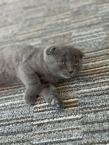 котята дарлм: Шотландский вислоухий котёнок (Scottish Fold), окрас: сплошной — 2