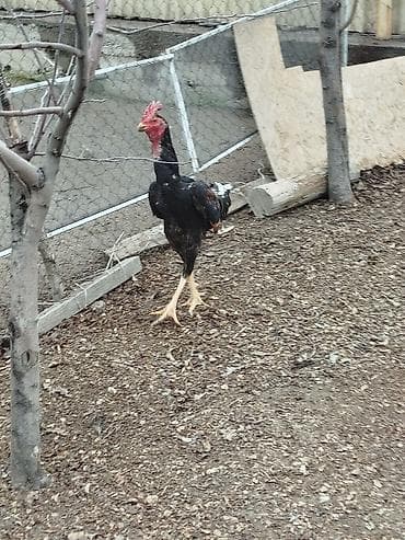 кремация животных бишкек: Дакан шалпан жожо короз сатылат активный алмашу жолдору бар адрес — 4