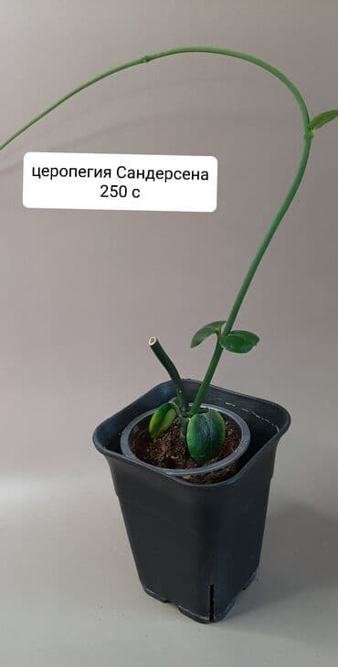 лампы для растений: Продаю взрослые хойи: Лиза, кудрявая, калистофила, церопегию — 7