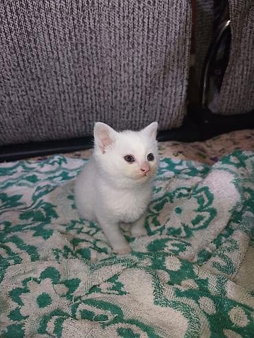 котята милые: Белоснежный котёнок девочка - Окрас: полностью белый, нежный — 3