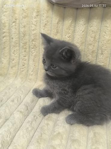 Котята шотландской породы,1месяц и 2 недели, приучены к лотку,хорошо