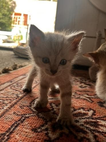 котят даром: Котята домашние, ласковые и игривые. Отдам в хорошие руки!) - Окрас — 2
