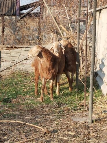 tuxedo порода кошек цена: Продаю | Баран (самец) | Арашан | Для разведения | Племенные — 6