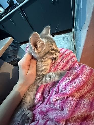 Отдам даром кошку: Котёнок, три месяца к лотку приучен ! 
Отец мейнкун, мать британка — 2