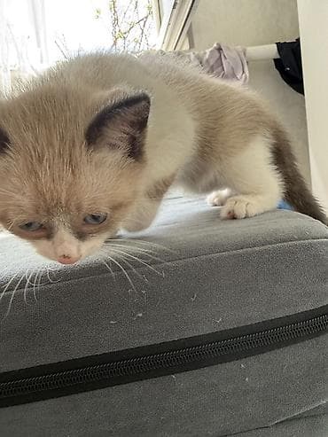 cat litter: Кошка даром: Беспородная, 1 месяц, Девочка — 8