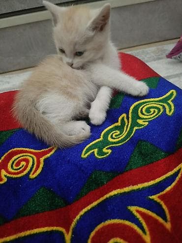 Котята домашние, игривые и ласковые. отдам даром Описание: - Возраст