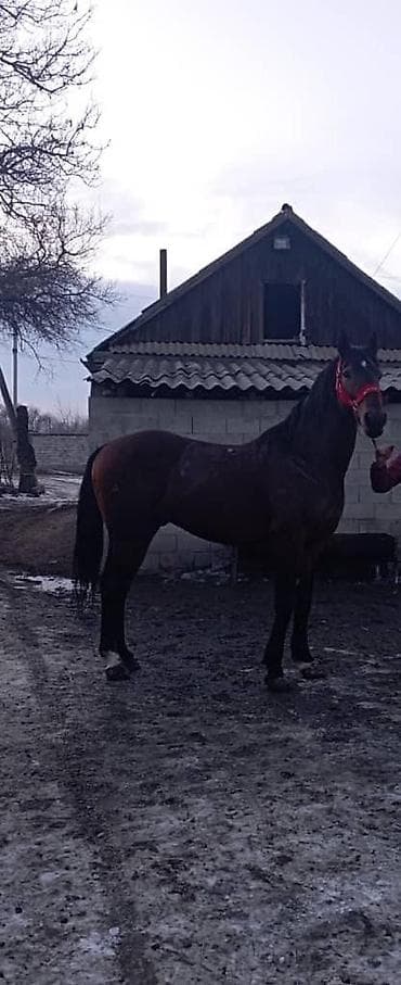 Другие животные: Продаю | Конь (самец) | Конный спорт — 1