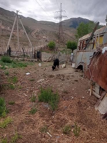 собачья одежда: Тайган чалыш күчүк бекер берилет. Тулку коён баарын кууйт. Жүрөктүү — 8