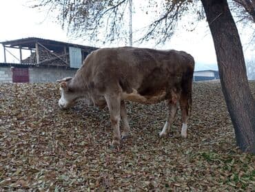 Собаки: Продаю | Корова (самка) | Для молока | Привязанные — 1