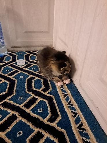 котята лысые: Нашелся совсем маленький котёнок. Отдам в добрые руки, кто — 2
