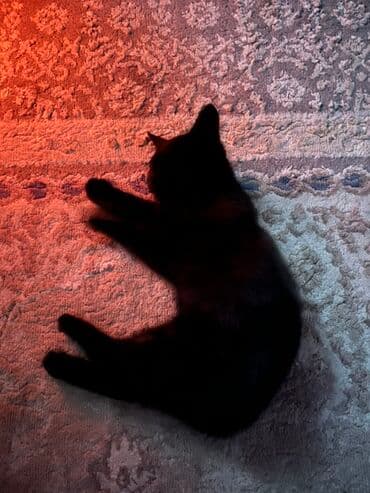 каракол животных: Кошка даром: Беспородная, Девочка, Приучена к лотку — 5