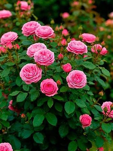 Уруктар жана көчөттөр: Көчөттөр — 4