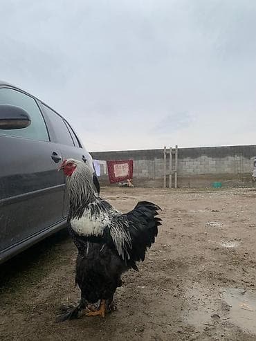 Животные: Продаю | Петух | Брама | Для разведения — 2