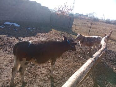 с связи с переездом: Продаю | Тёлка | Ангус, Полукровка | На откорм | Привязанные — 3