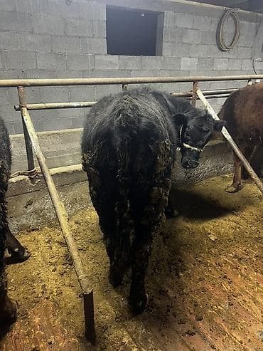 Аквариумдар: Сатам | Кунаажын | Ангус | Бордоп семиртүү үчүн | Байланган — 2