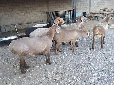 Продаю | Овца (самка) | Для разведения | Племенные