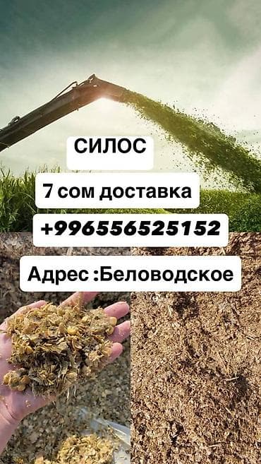 куплю кукурузы: Силос для кормления КРС и МРС сорт местный Ала-Тоо имеется большой — 1