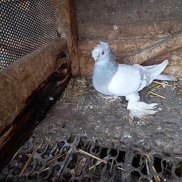 продаю голубь: Пепельная Голубка 2.000 окончательно — 1