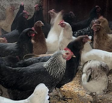 жаны асый: Сатам | Тооктор, Короздор | Жарым брама, Үй, Кучинская | Союуга, Көбөйтүү үчүн, Жумуртка туудуруу үчүн — 2