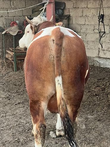 корова уй: Продаю | Бык (самец) | Монбельярд | На откорм | Племенные — 5