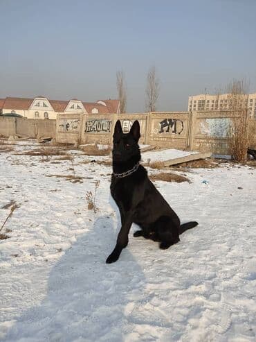 Вязка: Восточноевропейская овчарка, Самец, 5 лет at lalafo.kg Вязка: Восточноевропейская овчарка, Самец, 5 лет