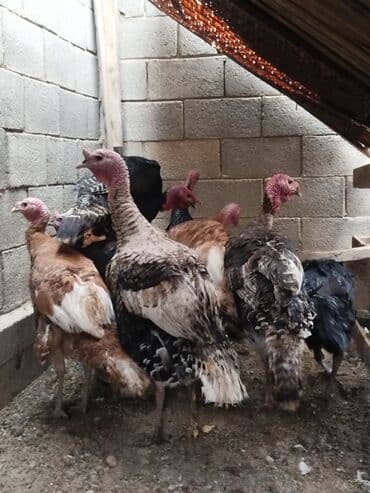 собаки рынок в бишкеке цены: Продаю | Индюк (самец) | Полукровка | Для разведения | Племенные — 2