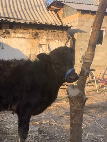 продажа кормов для сельскохозяйственных животных: Продаю | Музоо, торпок | Полукровка, Абердин-ангус | На откорм | Привязанные — 5