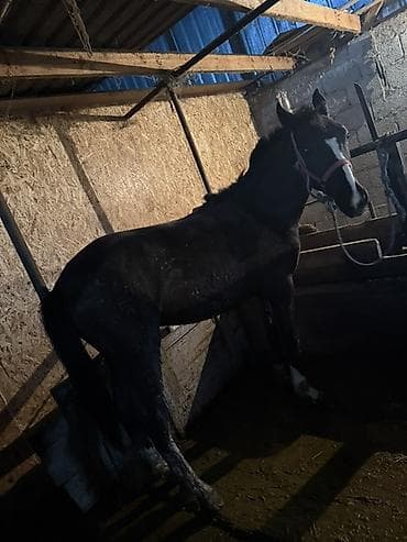 кой сой: Продаю | Жеребец | Для разведения | Племенные — 3