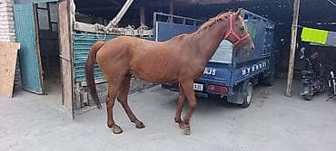 Животные: Продаю | Кобыла (самка) | Рабочий — 2