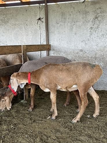 Үй жаныбарлары: Сатам | Эчки (ургаачы) | Аргын | Көбөйтүү үчүн | Асыл тукумдуу — 3