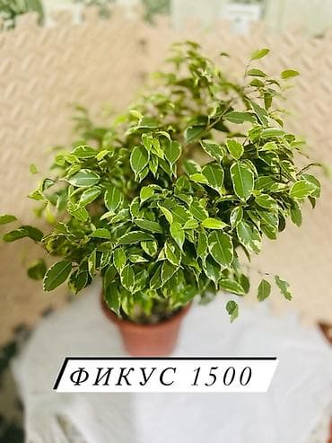 Фикус Бенджамина пестролистный в горшке. - Куст с густой, компактной