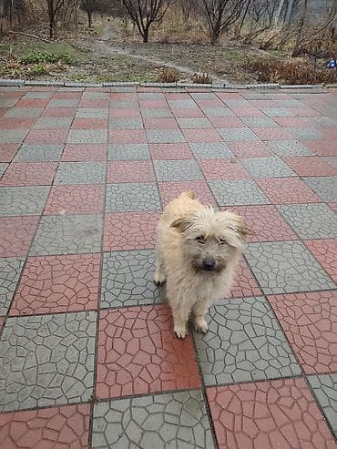 голубая вислоухая кошка: 7 месяцев, Самец — 7