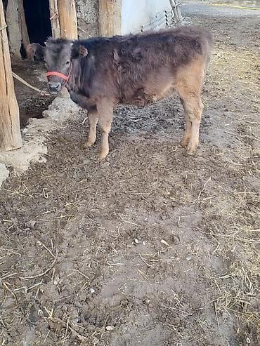 абердин ангуз сатылат: Сатам | Музоо | Бордоп семиртүү үчүн — 1